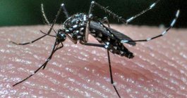 Germantown west nile mosquito
