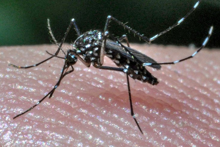 Germantown west nile mosquito
