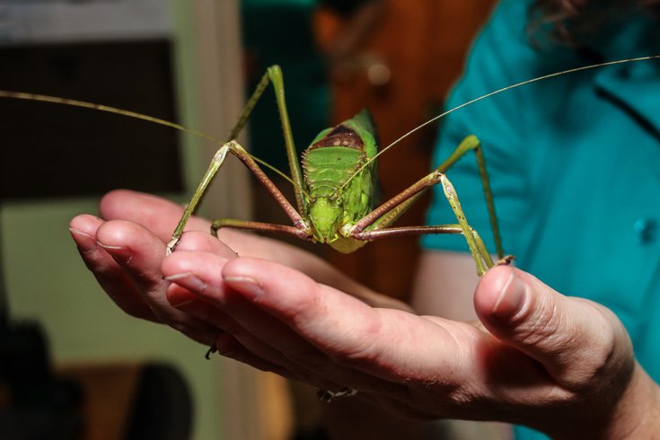 Bug Fest at the Academy of Natural Sciences