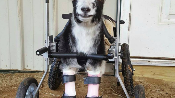 021617_GoatsofAnarchy