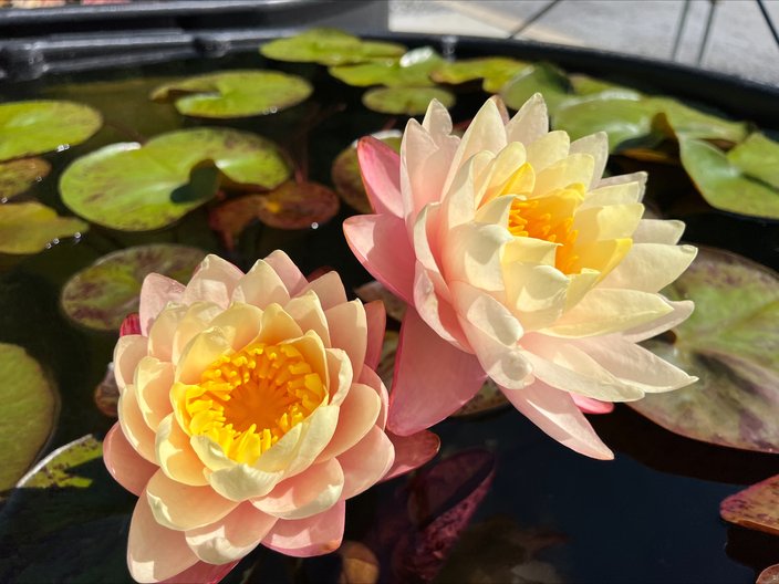 Golden Gate water lily