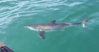 Fishing crew spots juvenile great white shark at Jersey Shore | PhillyVoice