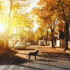 Residential Street with Dog