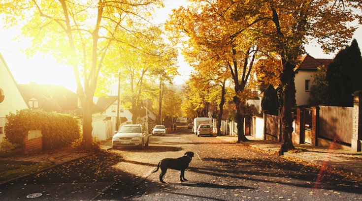 Residential Street with Dog