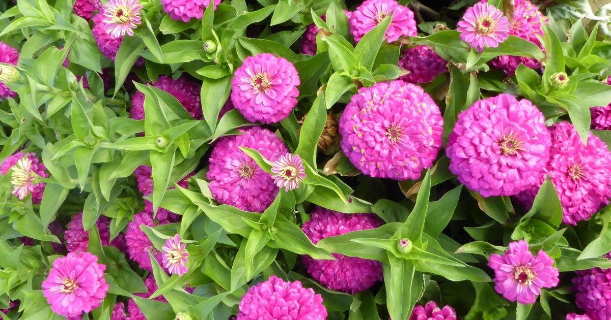 Philly's growing season is nearly here. Here's a look at the latest gardening trends