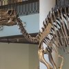 Hadrosaurus Skeleton Philly
