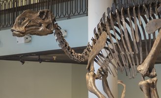 Hadrosaurus Skeleton Philly