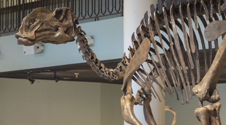 Hadrosaurus Skeleton Philly