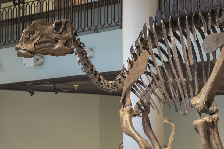 Hadrosaurus Skeleton Philly