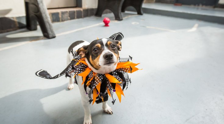 Dog in Halloween costume