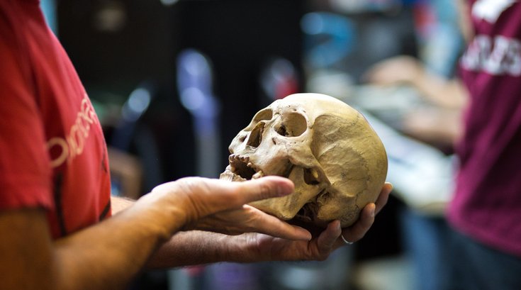 Skull