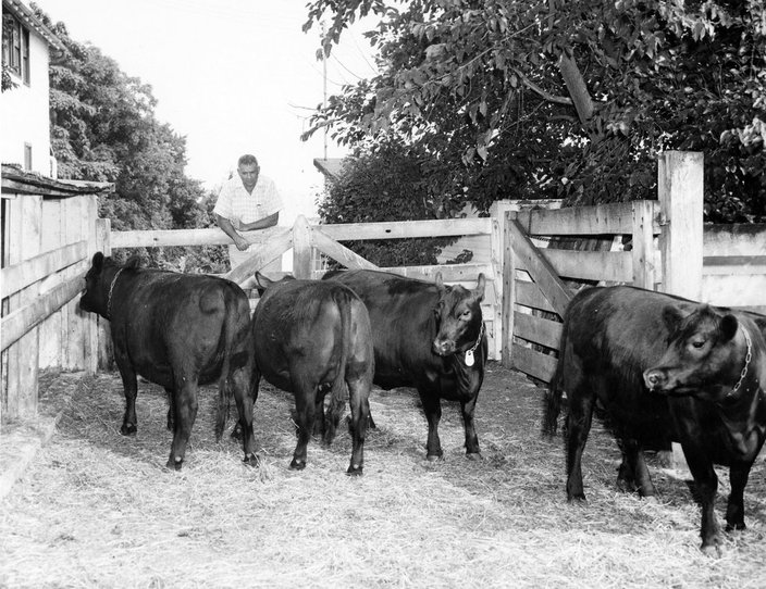 Hammerstein cows barn