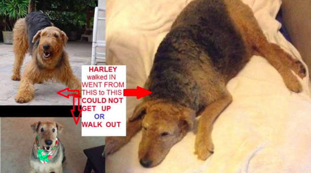 051216_HarleyGroomer