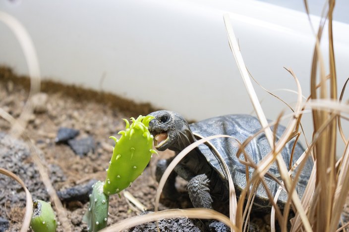 Philadelphiz Zoo - baby turtles