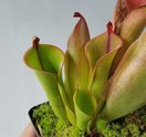 Carnivorous Plant Show Image