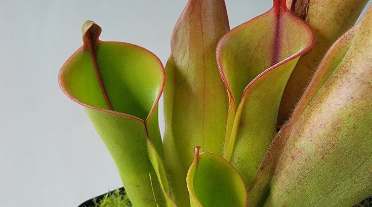 Carnivorous Plant Show Image