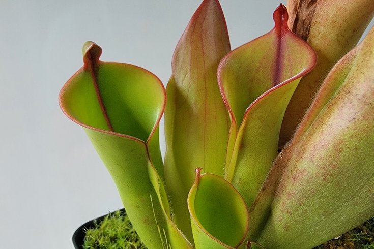 Carnivorous Plant Show Image