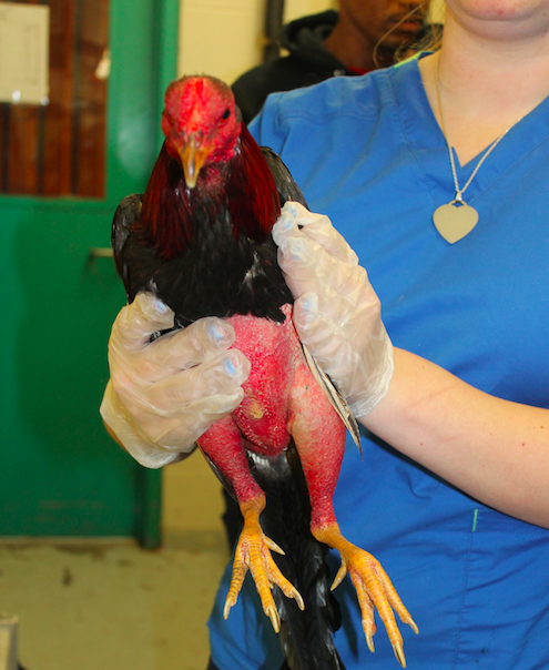 031616_cockfighting