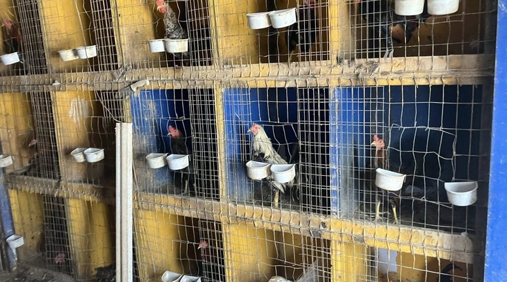 Chickens Rescue ACCT