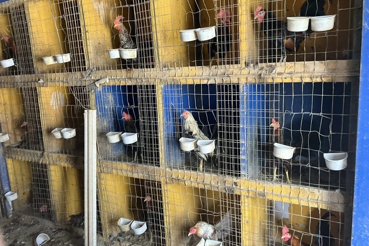 Chickens Rescue ACCT