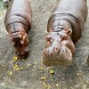 Boo at the Zoo - Hippo Pumpkins