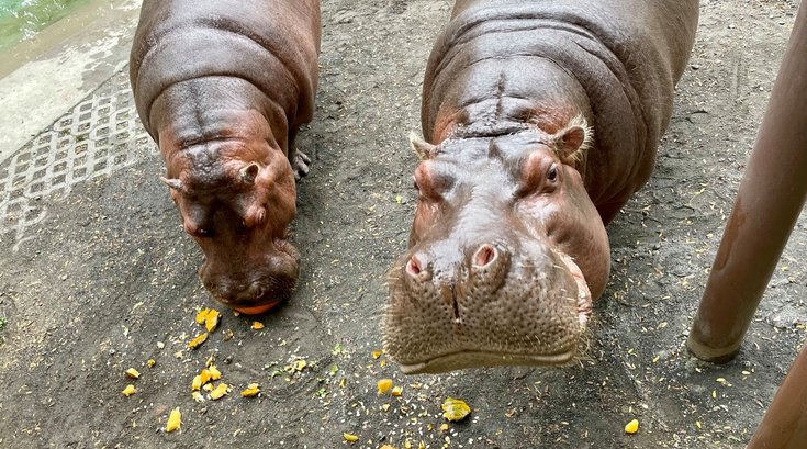 Boo at the Zoo - Hippo Pumpkins