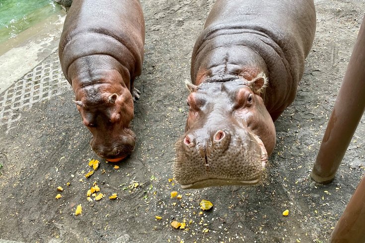 Boo at the Zoo - Hippo Pumpkins