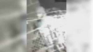 strawberry mansion home invasion