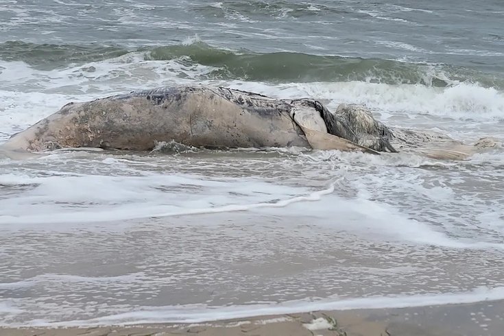 Humpback whale Long island