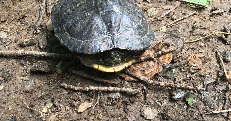 Philadelphia's runaway-turtles epidemic continues in Mount Airy ...