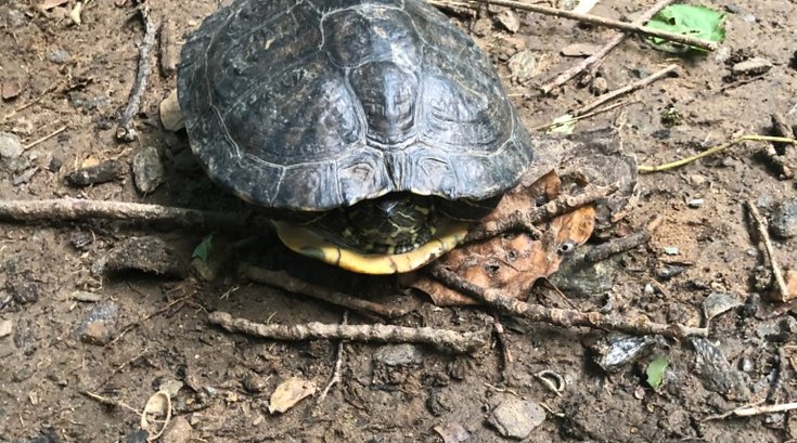 Missing Turtle