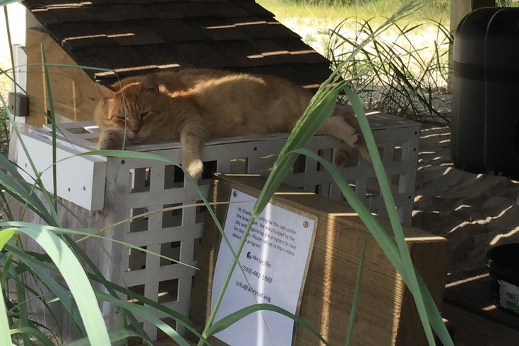 Meet the people who care for 100 'Boardwalk cats' at Jersey Shore