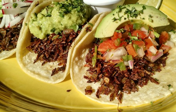 grasshopper tacos at Café Ynez