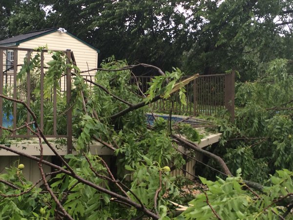 downed tree whitehall