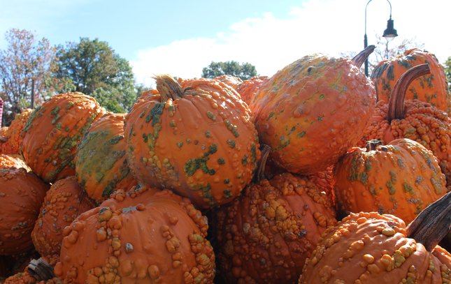 Ugly Pumpkins at Linvilla Orchards