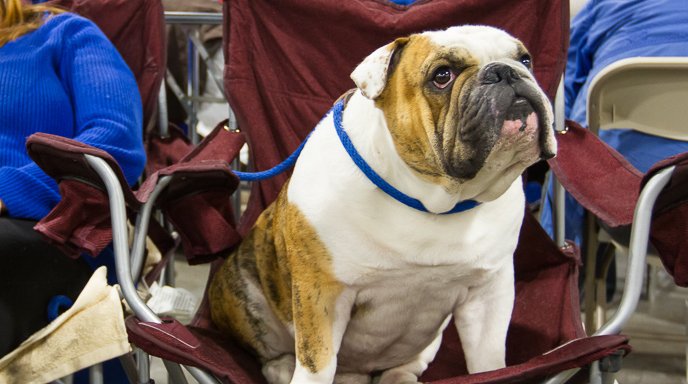 Bulldog sitting in chair at dog show