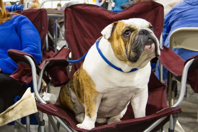 Bulldog sitting in chair at dog show