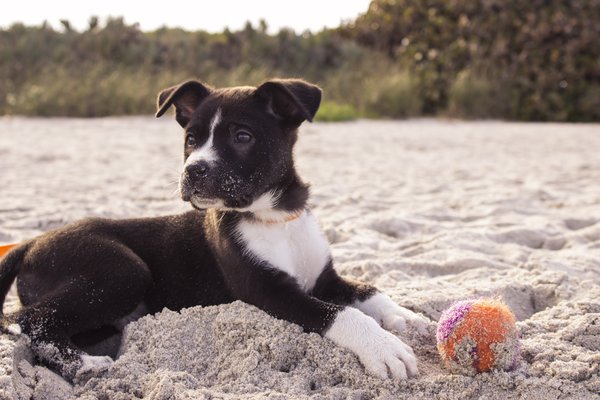 Puppy
