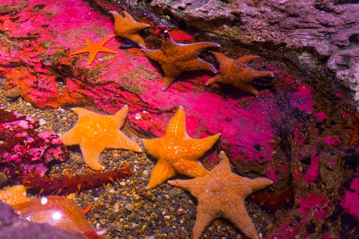 Kaleidoscope Cove sea stars
