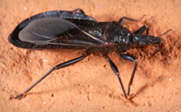 112515_Kissingbug