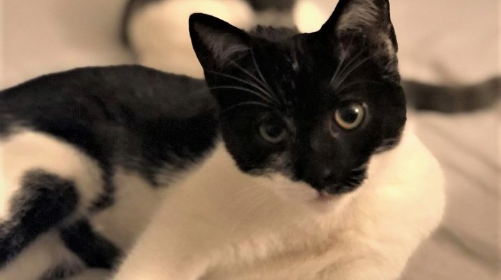 Pet of the Week: Ladybird