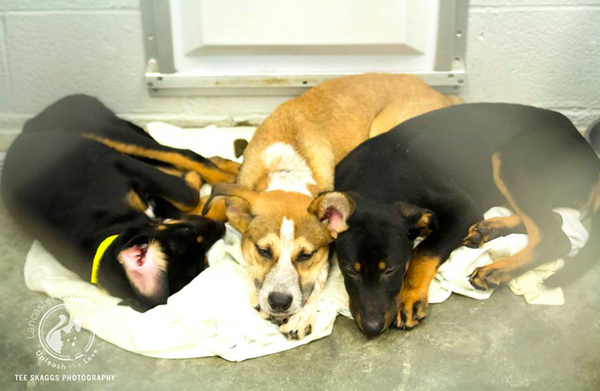 072517_LCSPCA