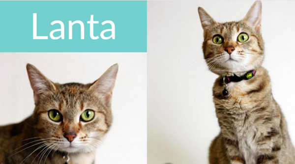 Lanta