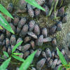 spotted Lanternfly Cluster