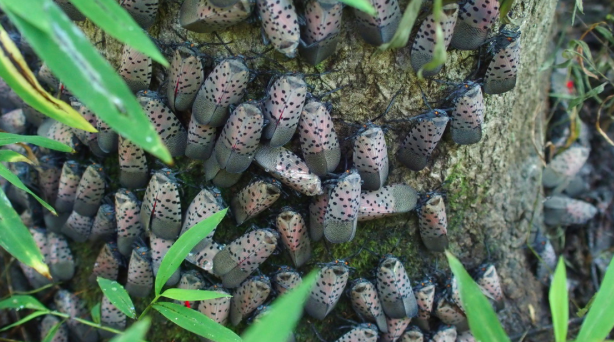 spotted Lanternfly Cluster