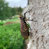 Spotted Lanternfly 2020