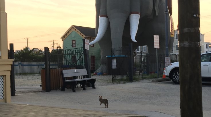 Shore Rabbits