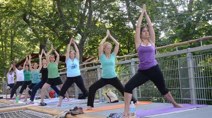 Yoga Out on a Limb