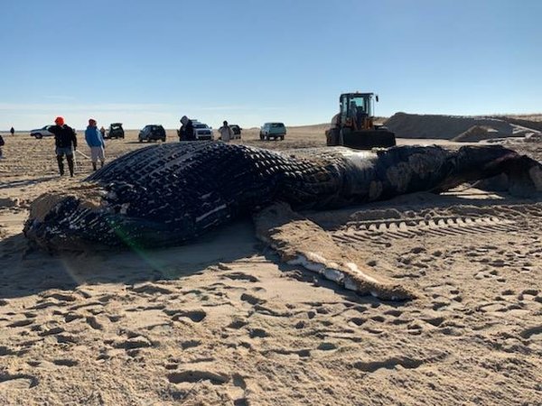 Humpback whale MERR
