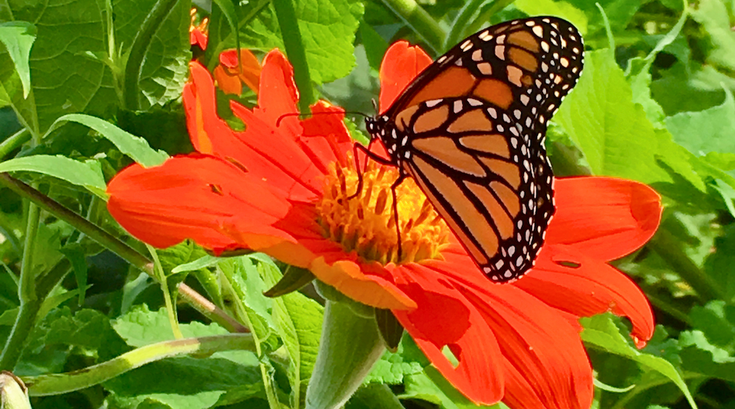 Plant Fest Carlisle Sale
